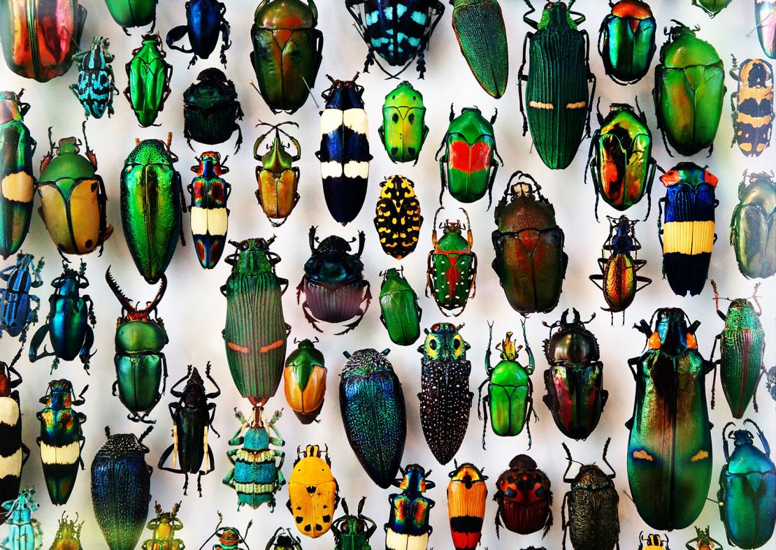 Beetle specimens from all over the world are on display.