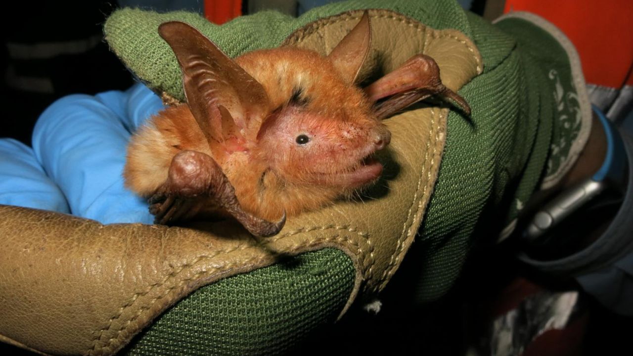 Myotis nimbaensis is a species of bat discovered in 2021 that's named for West Africa's Nimba Range, the mountain chain where it is found.