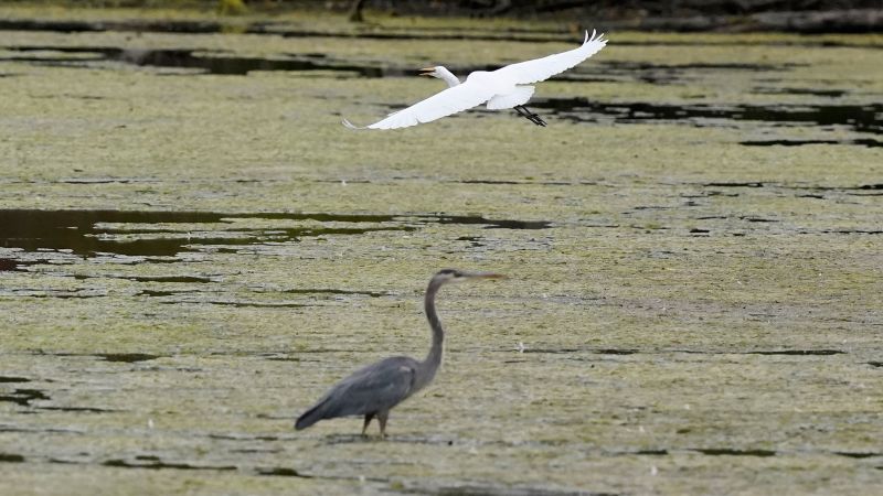 NextImg:Senate votes to rebuke Biden administration over wildlife rules | CNN Politics