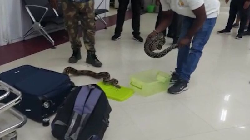 Video: 22 snakes and a chameleon found in woman’s luggage in India | CNN