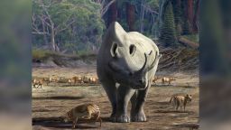 Megacerops kuwagatarhinus, one of the largest brontotheres, was roamed in parts of North America. 