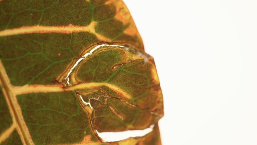 plant facts 2