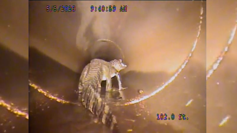Road crew discovers a surprise creature in a Florida storm pipe | CNN