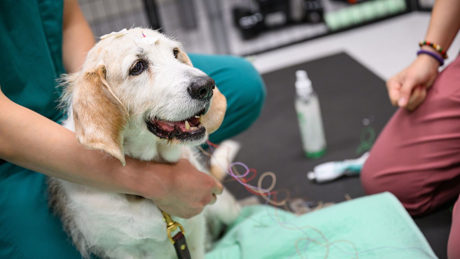 Woofus, a 15-year-old basset hound mix, does his part for science.