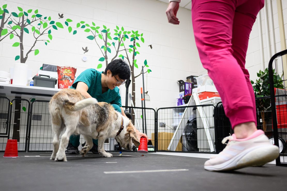Woofus, 15-year-old basset hound mix, plays "find the treat" games with researchers.