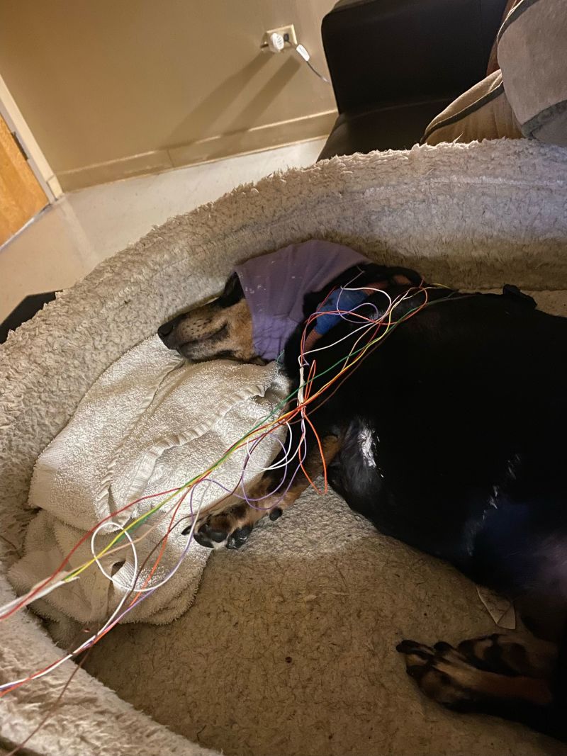 Dog sleeping with clearance cone