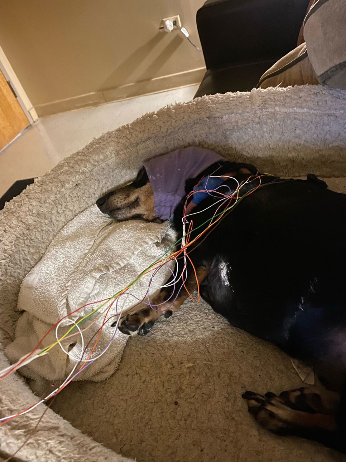 Coco, a 12-year-old dachshund, has no problem snoozing when wired with EEG electrodes.