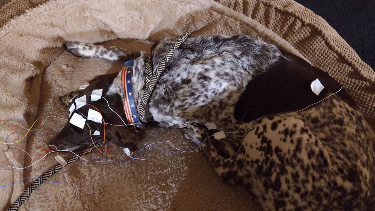 Jake, a 13-year-old pointer, was one of 28 dogs trained to sleep with EEG electrodes.