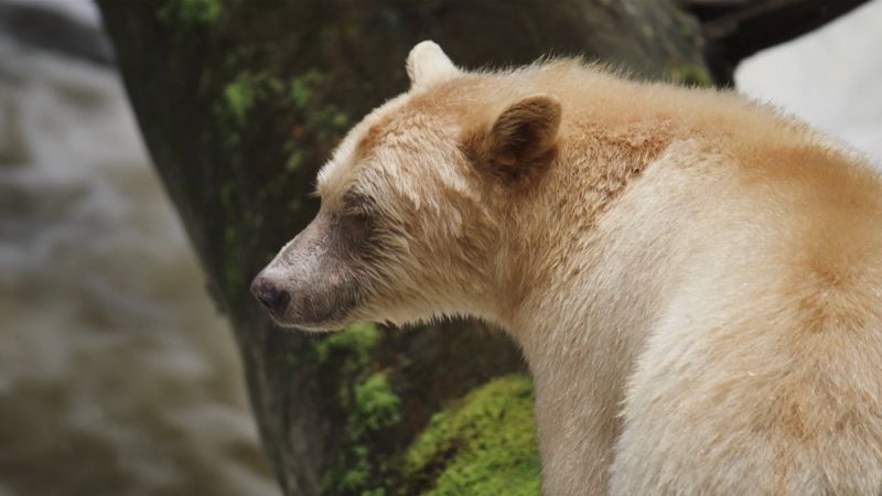 Protecting the land of the spirit bear