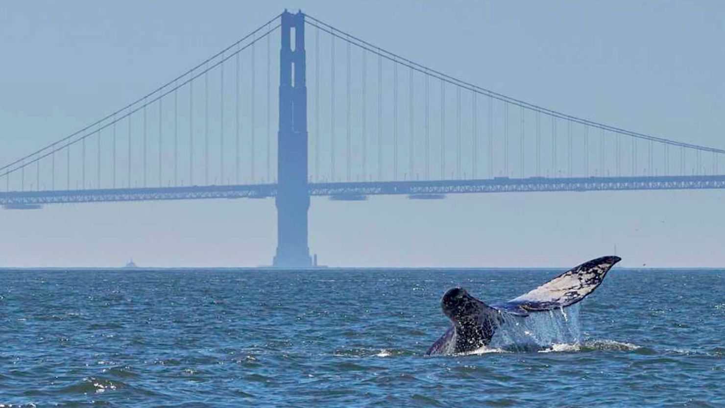 A gray whale that broke the record of staying in San Francisco Bay for at least 75 days has died.