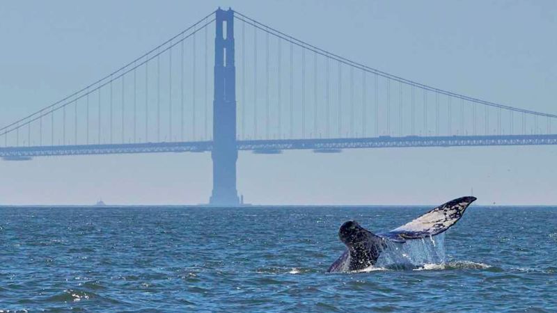 2 more gray whales have washed ashore near San Francisco, raising concerns over strandings | CNN