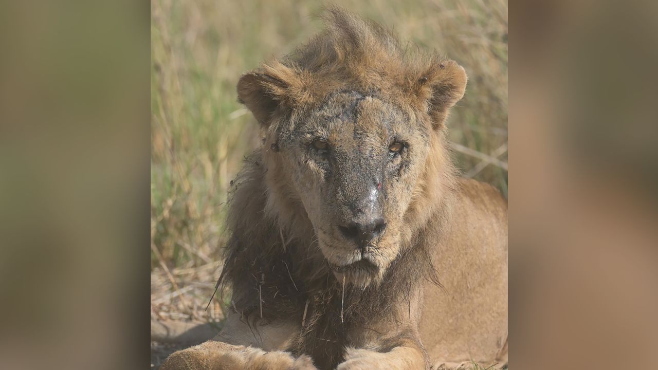 Loonkiito the lion was killed at the age of 19 by a livestock owner.