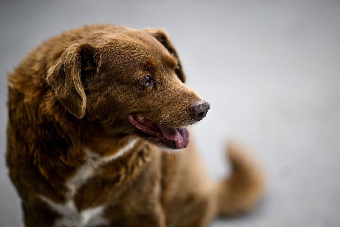 A picture taken on February 12, 2023 shows Bobi, a 30 year-old Portuguese dog that had been declared the world's oldest dog by Guinness World Records, sitting at his home in the village of Conqueiros in Leiria. (Photo by PATRICIA DE MELO MOREIRA / AFP) (Photo by PATRICIA DE MELO MOREIRA/AFP via Getty Images)