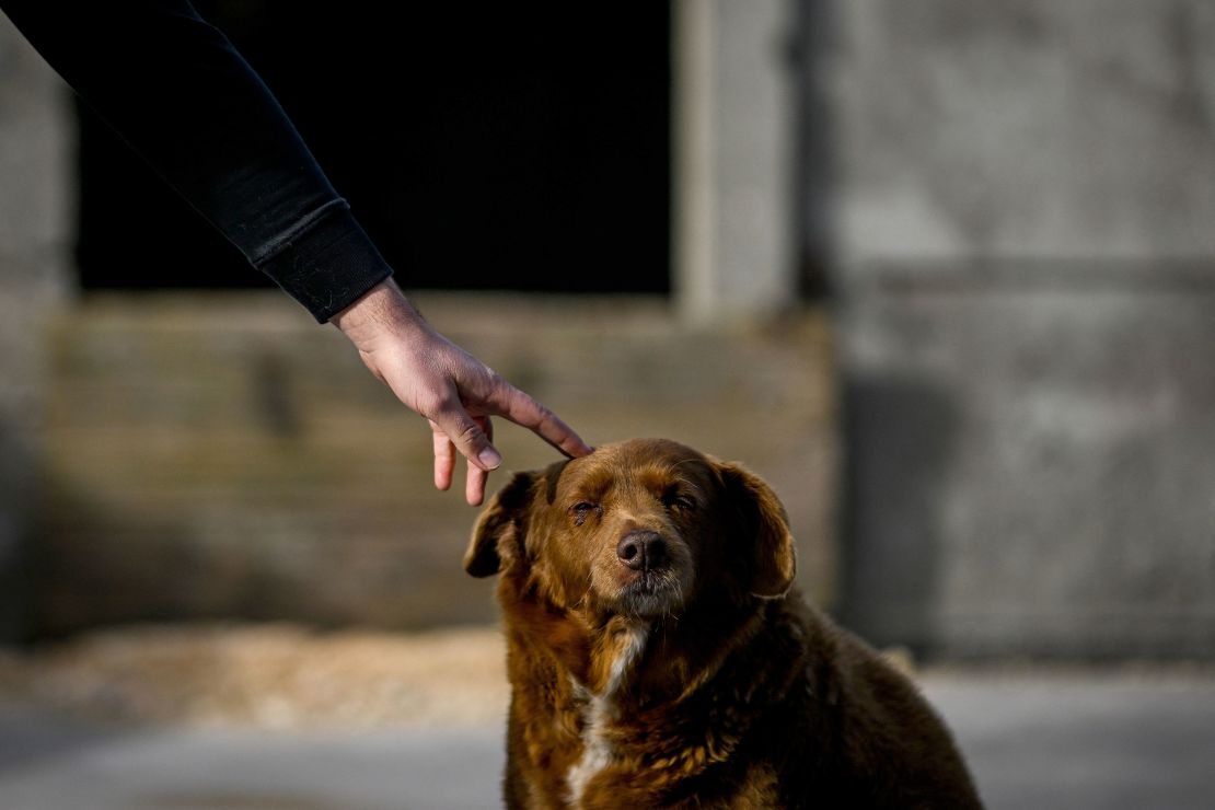 Bobi bol vo februári vyhlásený za vôbec najstaršieho psa.