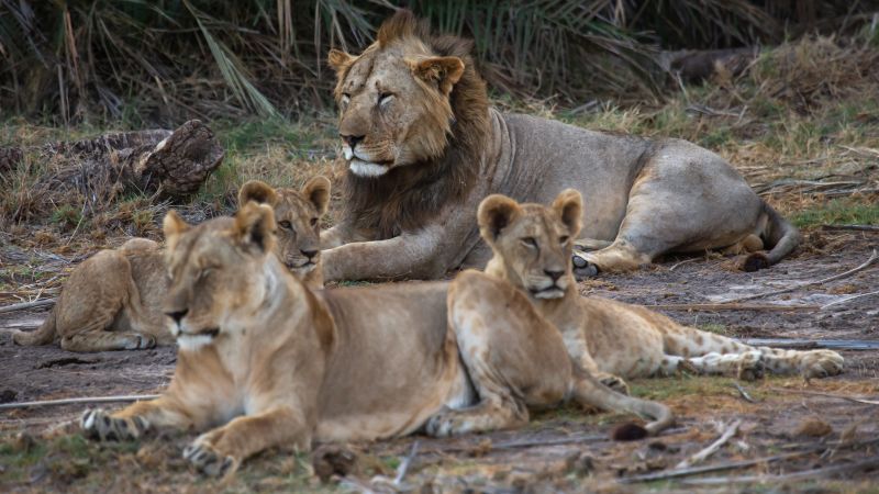 NextImg:Ten lions killed in Kenya as conflict between humans and wild animals worsens | CNN