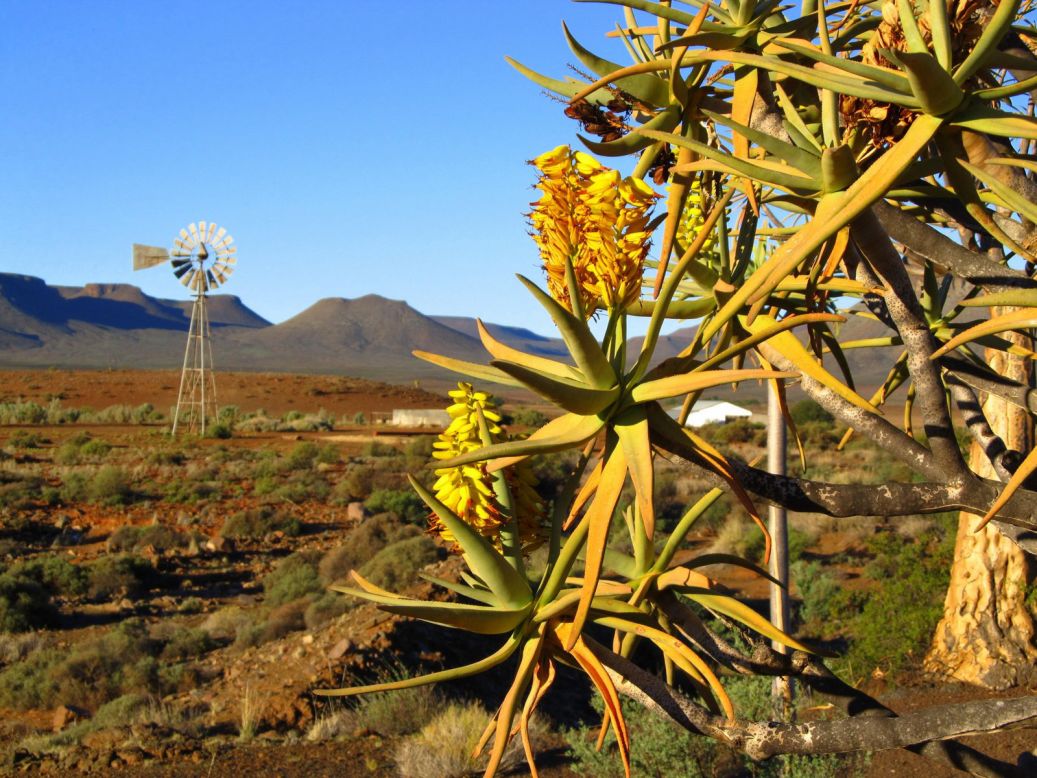 <strong>Aroboreal armory: </strong>These peculiarly shaped aloes, which grow over eight meters high, got their name because their hollow branches were used as quivers for holding arrows by San and Khoi-Khoi hunters.