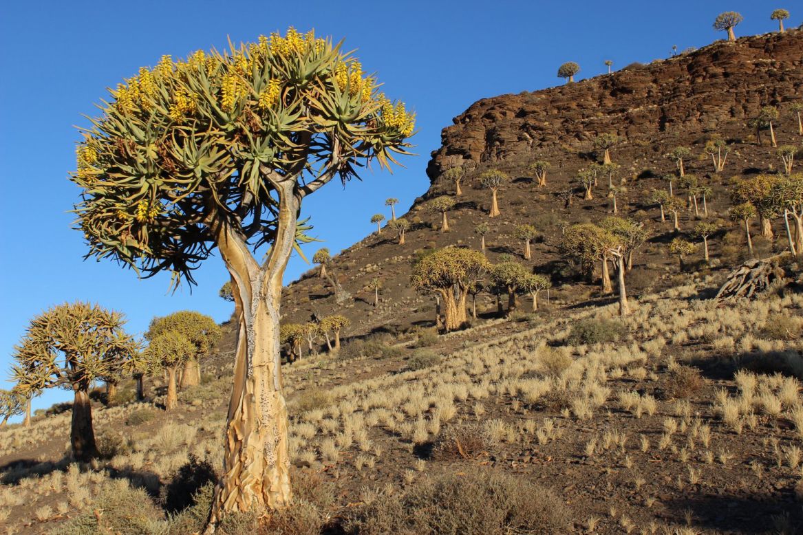 <strong>Quiver trees: </strong>The nearby Quiver Tree Forest is the largest colony of tree aloe (Aloidendron dichotomum) in the southern hemisphere.