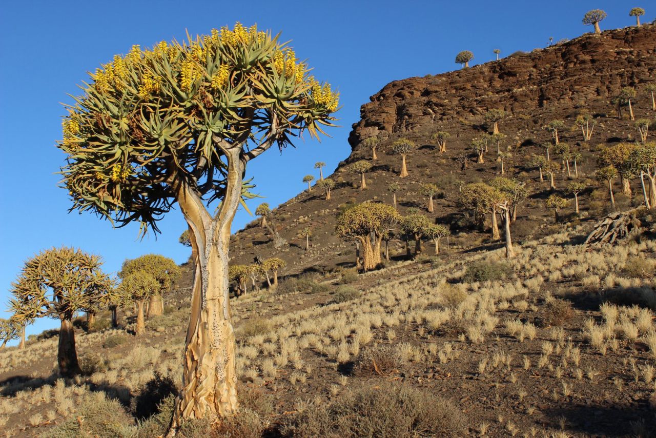 <strong>Quiver trees: </strong>The nearby Quiver Tree Forest is the largest colony of tree aloe (Aloidendron dichotomum) in the southern hemisphere. 