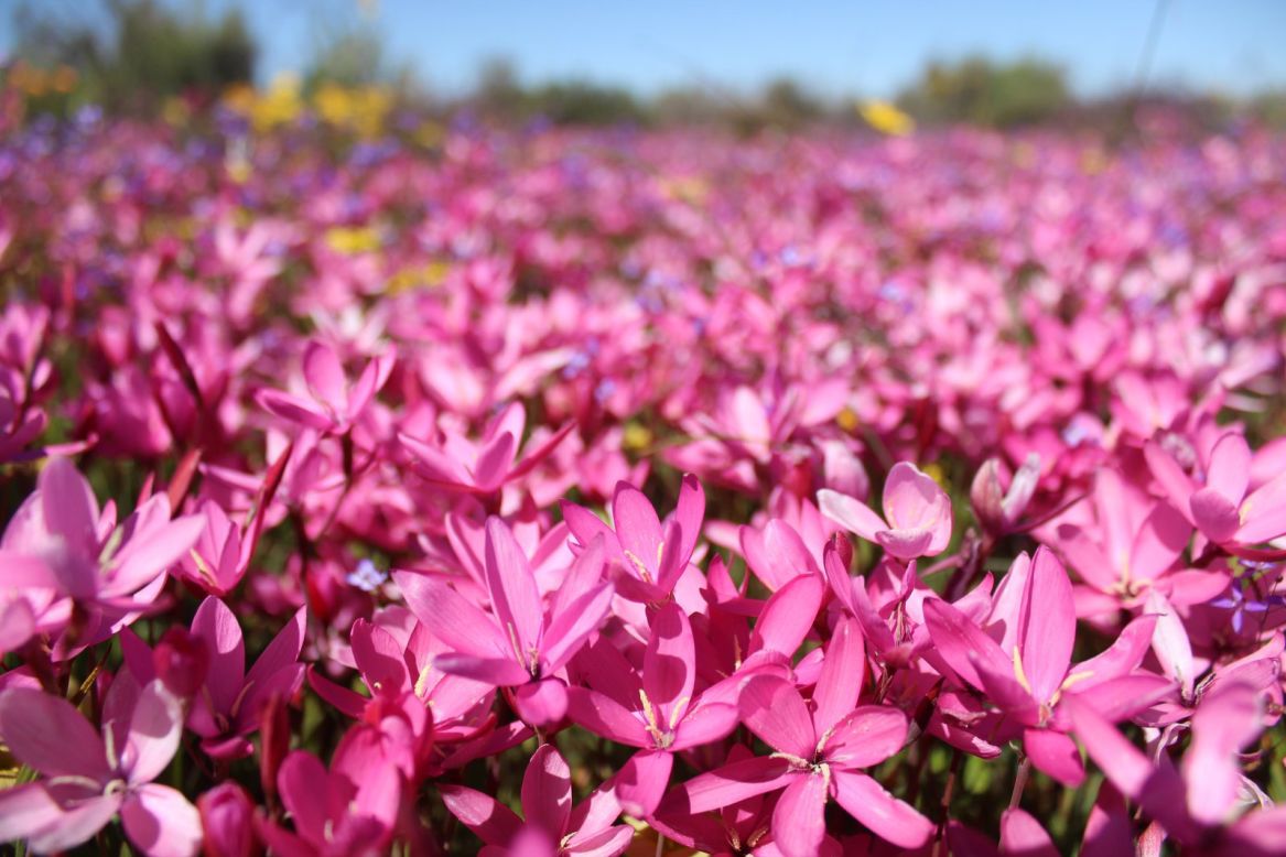 <strong>Must-see: </strong>"Visiting Nieuwoudtville literally is a bucket list experience," says Craig Taljaardt, tour guide and owner of Capey Tours, who has witnessed the wonder this region inspires in visitors for nine years. <br />