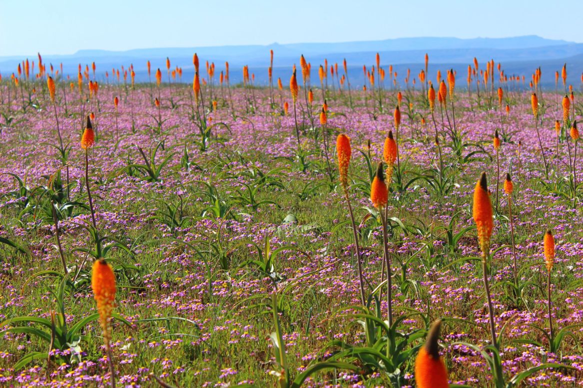 <strong>Spring rain: </strong>For much of the year, the land around Niewoudtville is desolate. But after spring rains, it explodes with flowers.