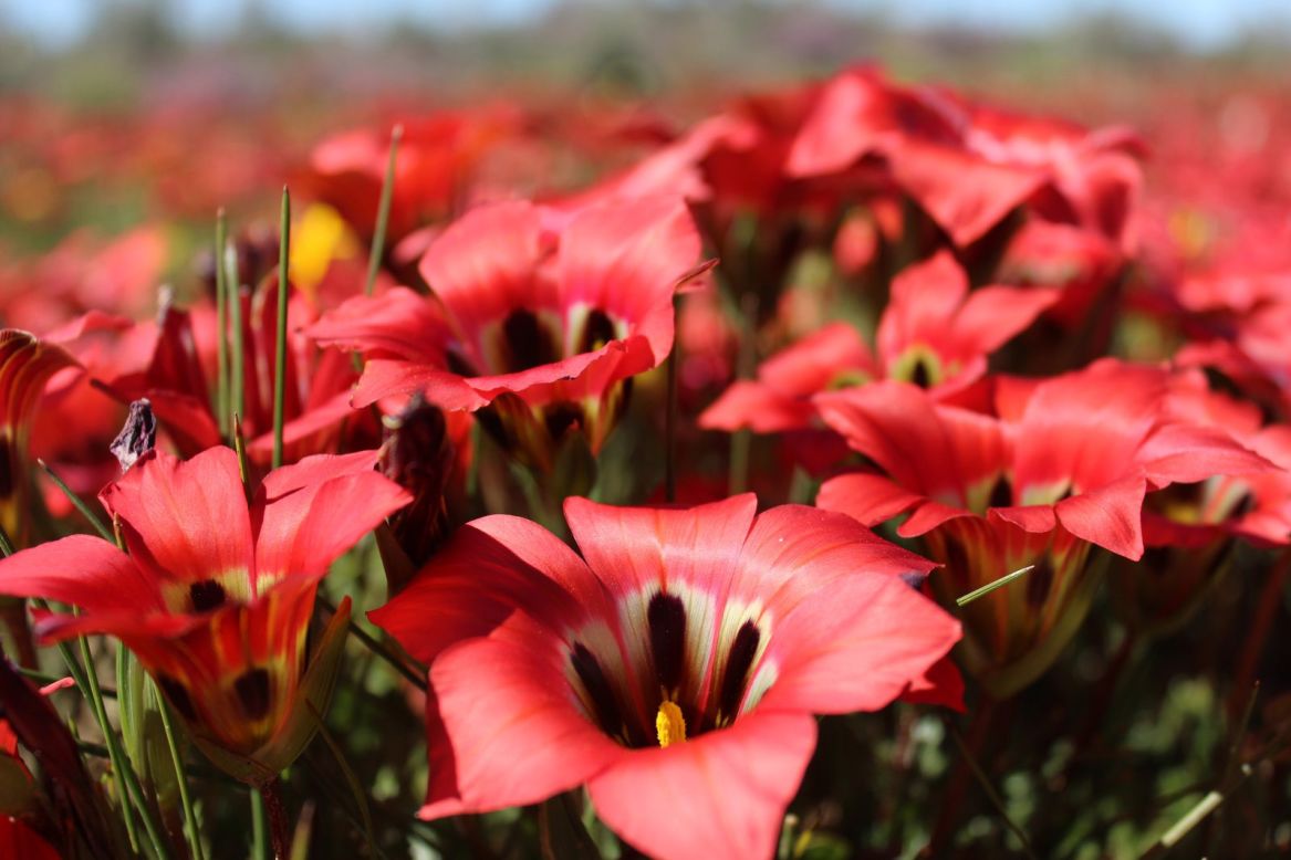 <strong>Floral fiesta: </strong>Red romulea sabulosa blooms are among the many wildflowers that erupt when flower season arrives.