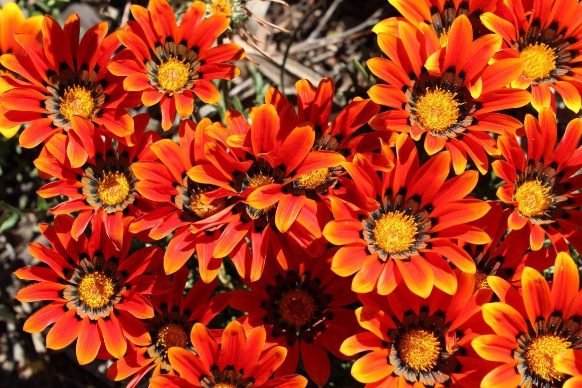 <strong>Flower phone: </strong>For many, organized tours are the best way to access Nieuwoudtville and its flowers. But if you're traveling privately, call the West Coast's flower hotline at (+27) 79 741 0113.