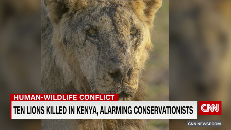 Conservationists say 10 lions were killed in Kenya | CNN