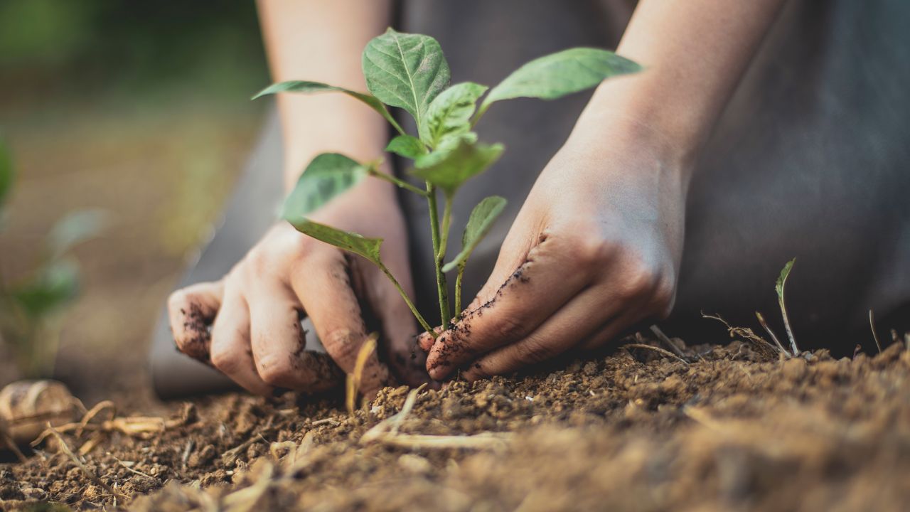 Photo depicting a gardener's hands putting a seedling into the soil and supporting its stem so it can gain stability before its properly buried.