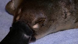 screengrab australia platpus