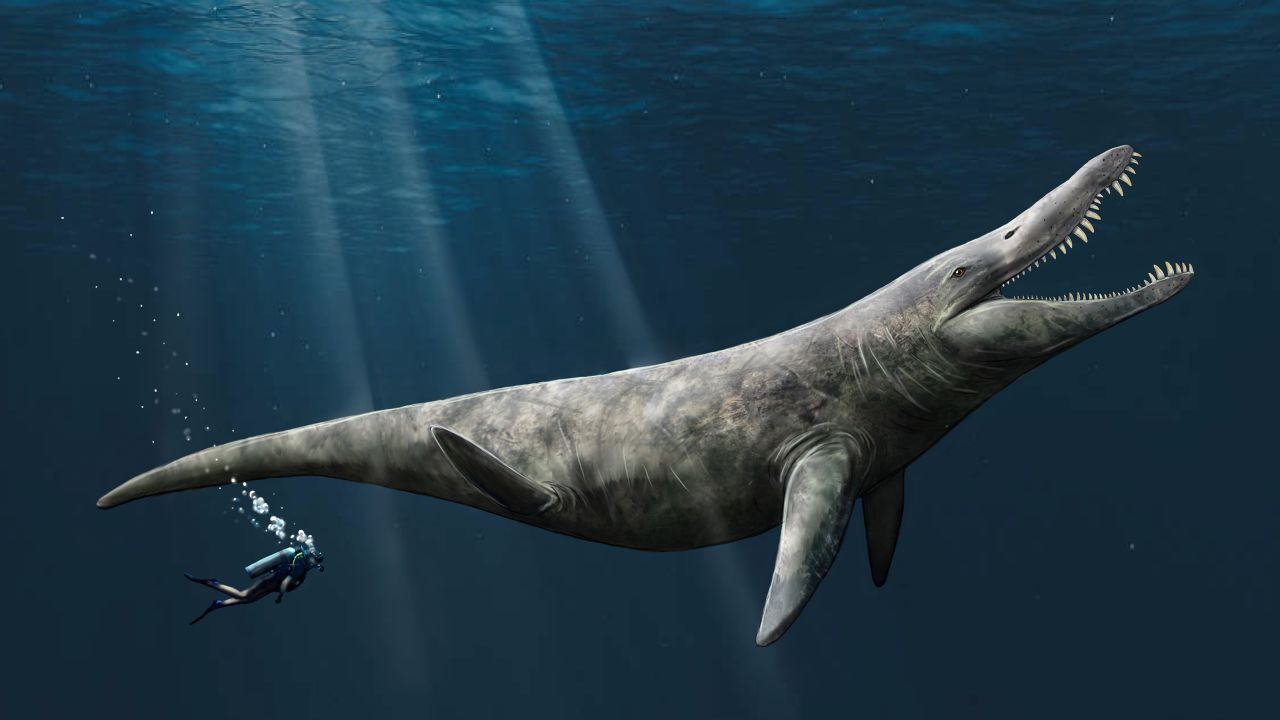 Artwork by study coauthor Megan Jacobs imagines what a large Late Jurassic-age pliosaur would have looked like. 