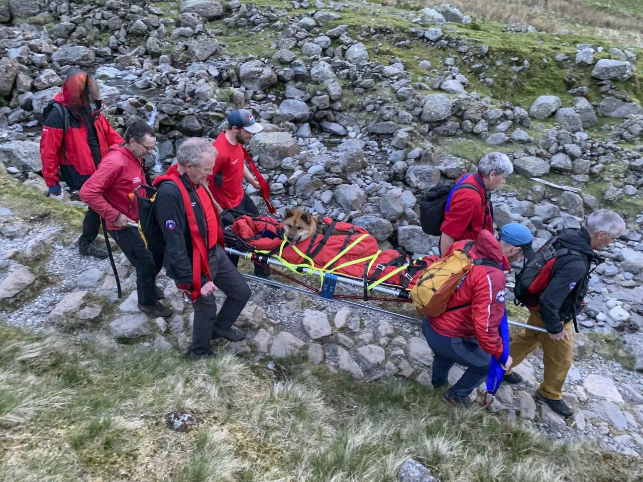 The dog was carried down Scafell Pike in a bag on a stretcher.