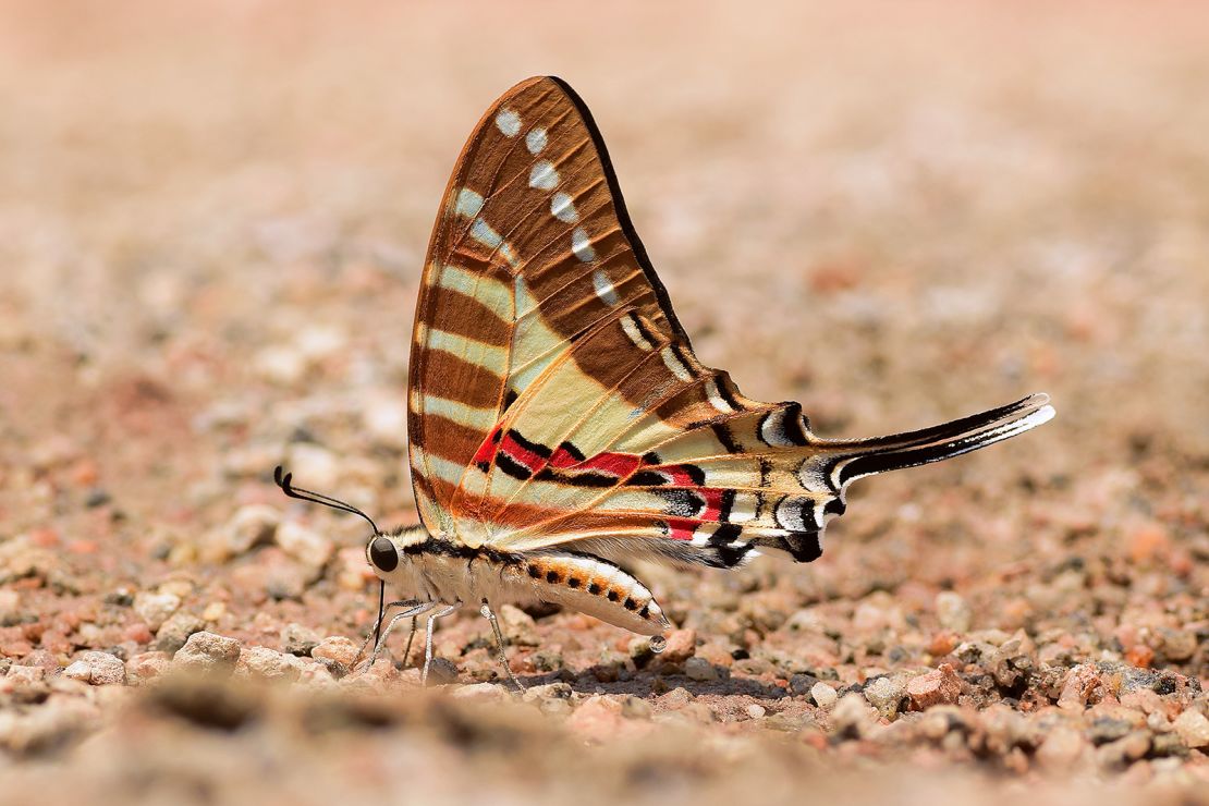 The spot swordtail butterfly lives in South and Southeast Asia.