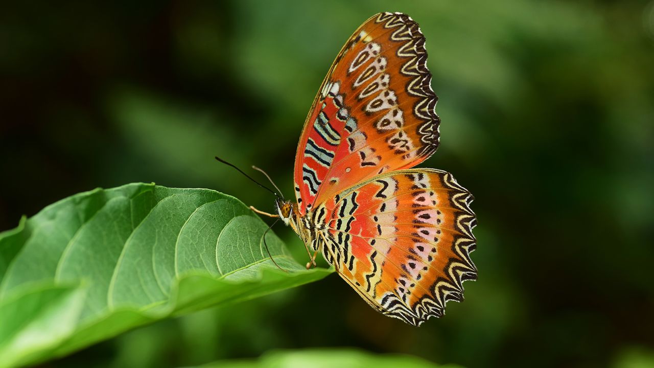 Red lacewing butterflies are known for their vibrant colors and intricate patterns.