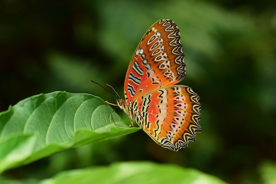 Red lacewing butterflies are known for their vibrant colors and intricate patterns.