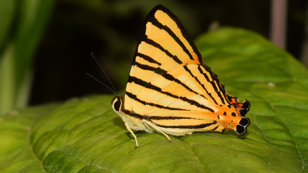 The small but striking striped punch butterfly lives across the Indian subcontinent, Southeast Asia, Malaysia and western Indonesia.