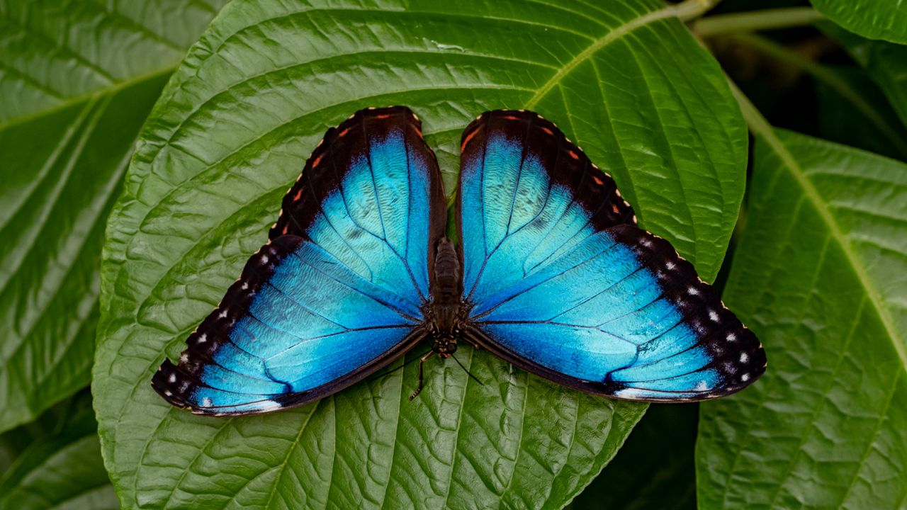 The blue morpho is one of the largest butterflies in the world.