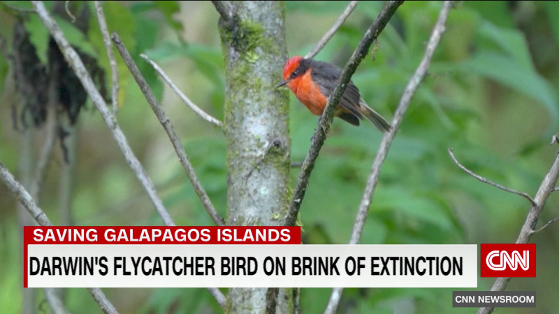 Efforts to save endangered species on Ecuador’s Galapagos Islands | CNN