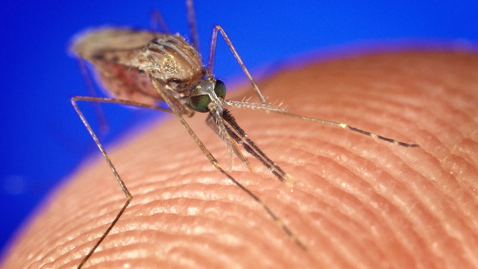  Mosquito Bites Odd Names To Call Your Boobies Adult