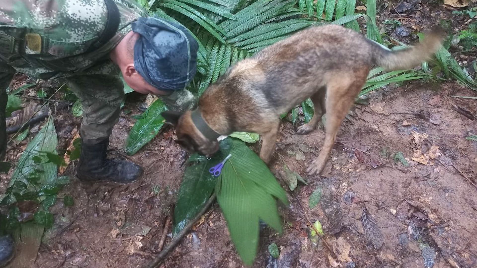 Children from  plane crash helped by Colombia commandos - CBS News