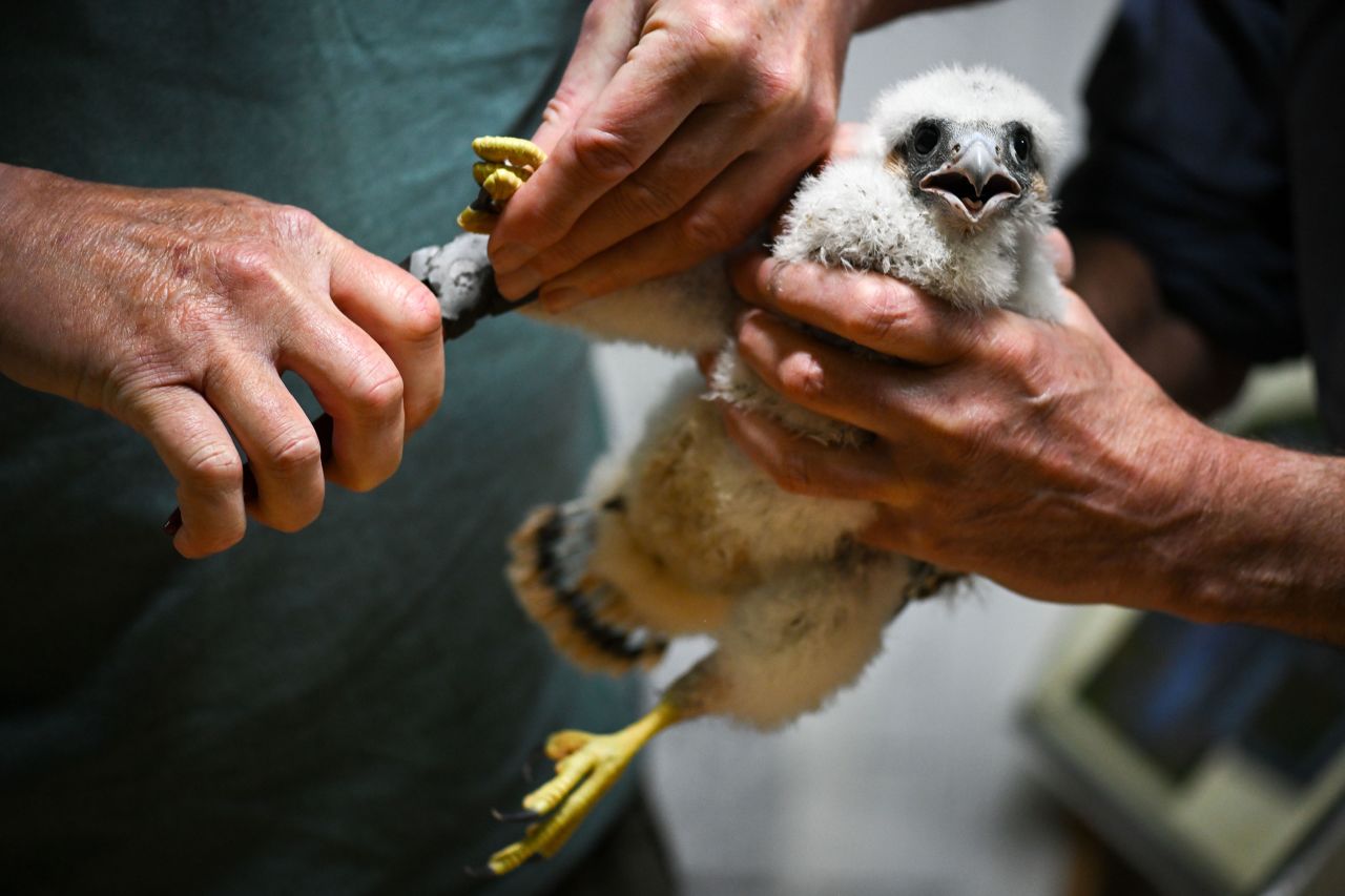 Peregrine falcon chicks are measured by conservationists and fitted with tracking rings in Salisbury, England, on Wednesday, May 17.