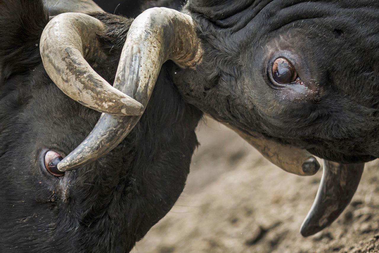 Two Hérens cows lock horns during a traditional cow fighting event in Aproz, Switzerland, on Sunday, May 14. Each year, when these cows are taken to alpine pastures, they test their strength and <a href="https://www.swissinfo.ch/eng/multimedia/rural-traditions_these-are-the-rules-of-swiss-cow-fighting/44943262" target="_blank" target="_blank">fight for the herd's leadership</a>.