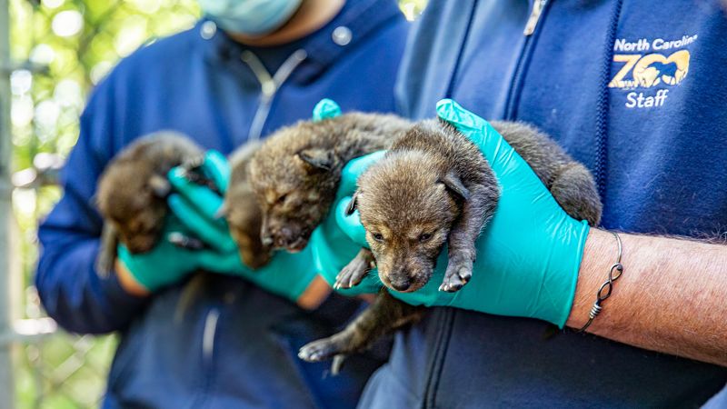 NextImg:A dozen critically endangered red wolf pups were born at the North Carolina Zoo | CNN