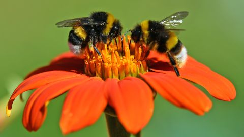 dpatop - 31 July 2020, Thuringia, Weimar: Two bumblebees sitting on a flower. According to the German Weather Service (DWD), temperatures between 26 and 36 degrees Celsius are expected on 1 August when the sun is shining. Photo: Martin Schutt/dpa-Zentralbild/dpa (Photo by Martin Schutt/picture alliance via Getty Images)