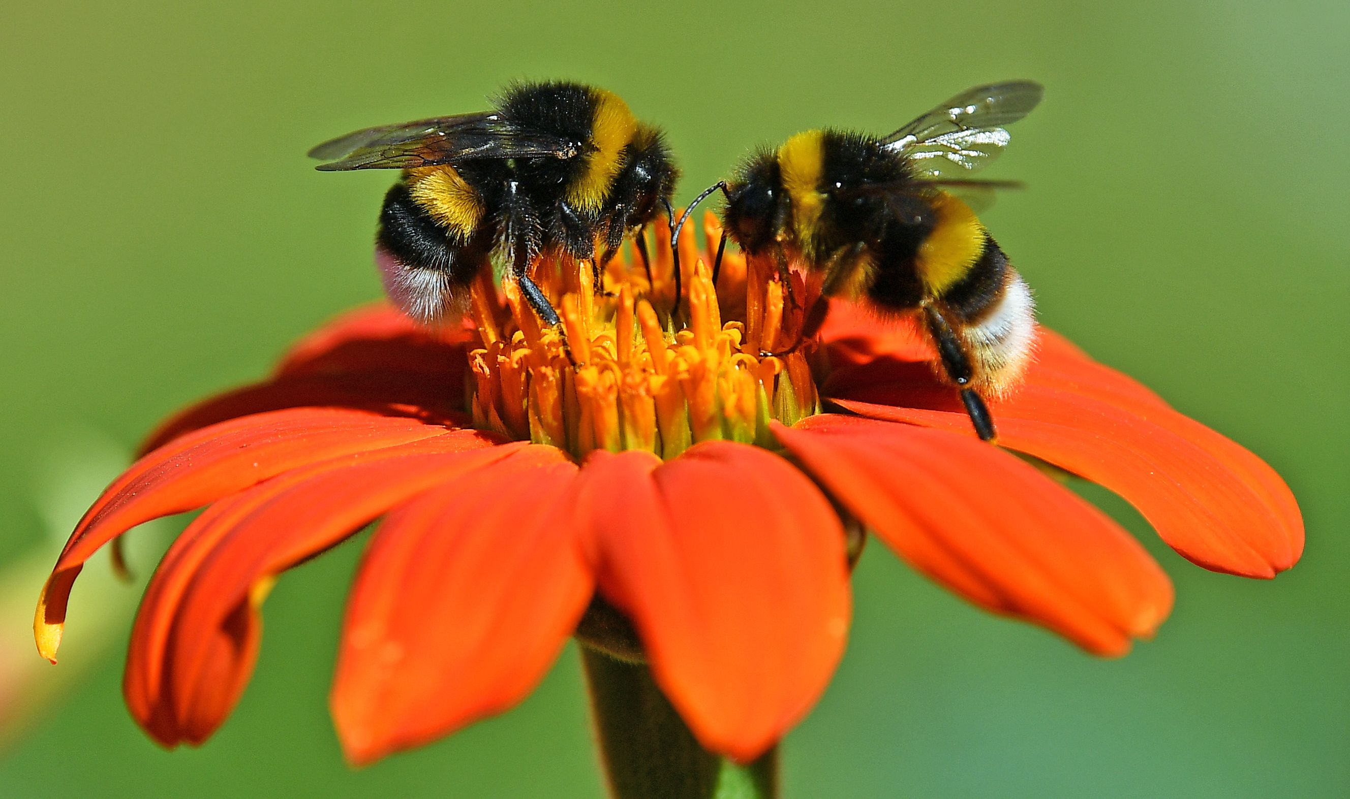 bee pictures