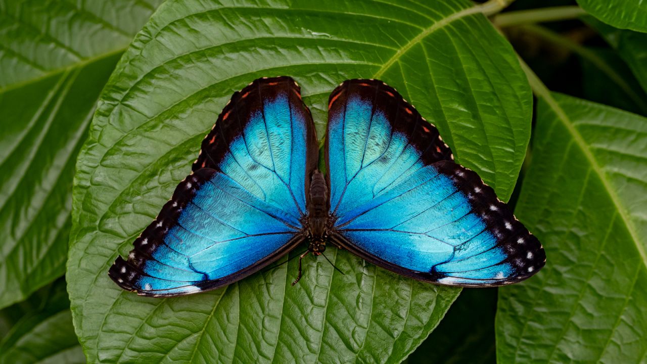 The blue morpho is one of the largest butterflies in the world.