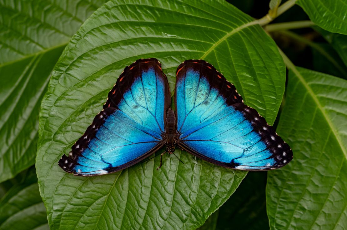 The blue morpho is one of the largest butterflies in the world.