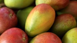 GERMANY - MARCH 27: GERMANY, BONN, Mango (Mangifera indica Lat,), mangoes from Peru, [digital medium format photography] (Photo by Ulrich Baumgarten via Getty Images)