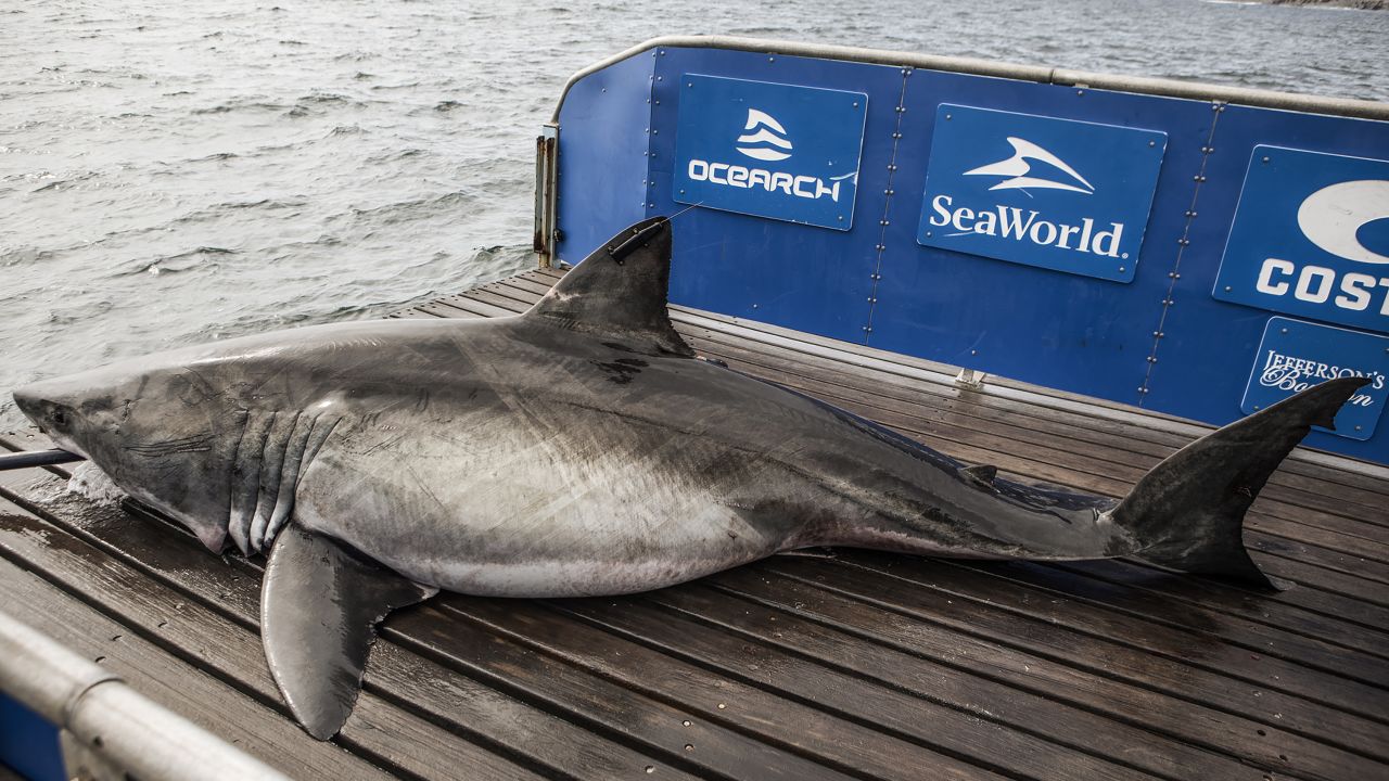 A 12-foot great white shark was spotted off the coast of South Carolina this week, according to OCEARCH, a nonprofit marine research group that provides open-source data about shark migration.