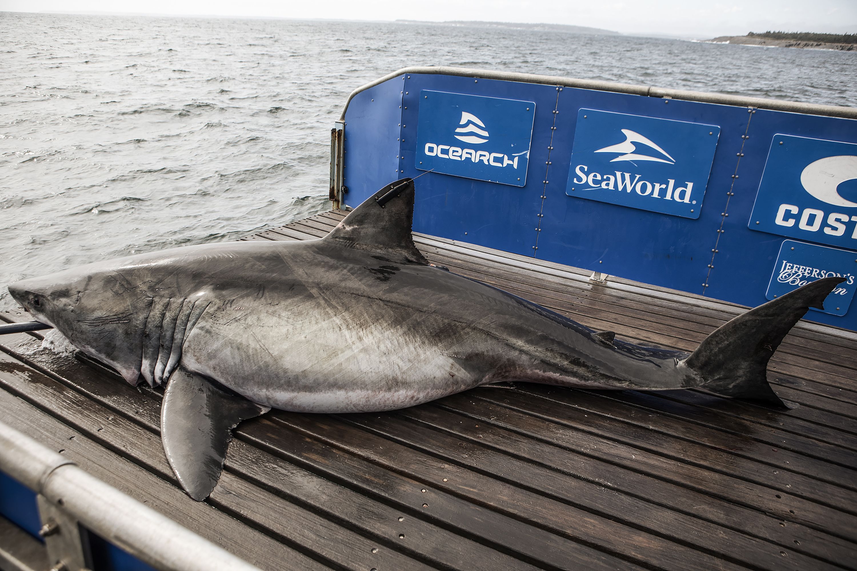 1,200-pound great white shark is swimming off the coast of South