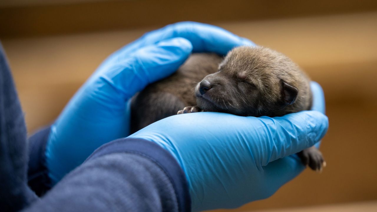 9 critically endangered red wolf pups were born at the North Carolina